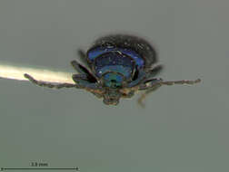 صورة Scelolyperus pasadenae S. Clark 1996