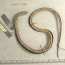 Image of Forbes' Graceful Brown Snake