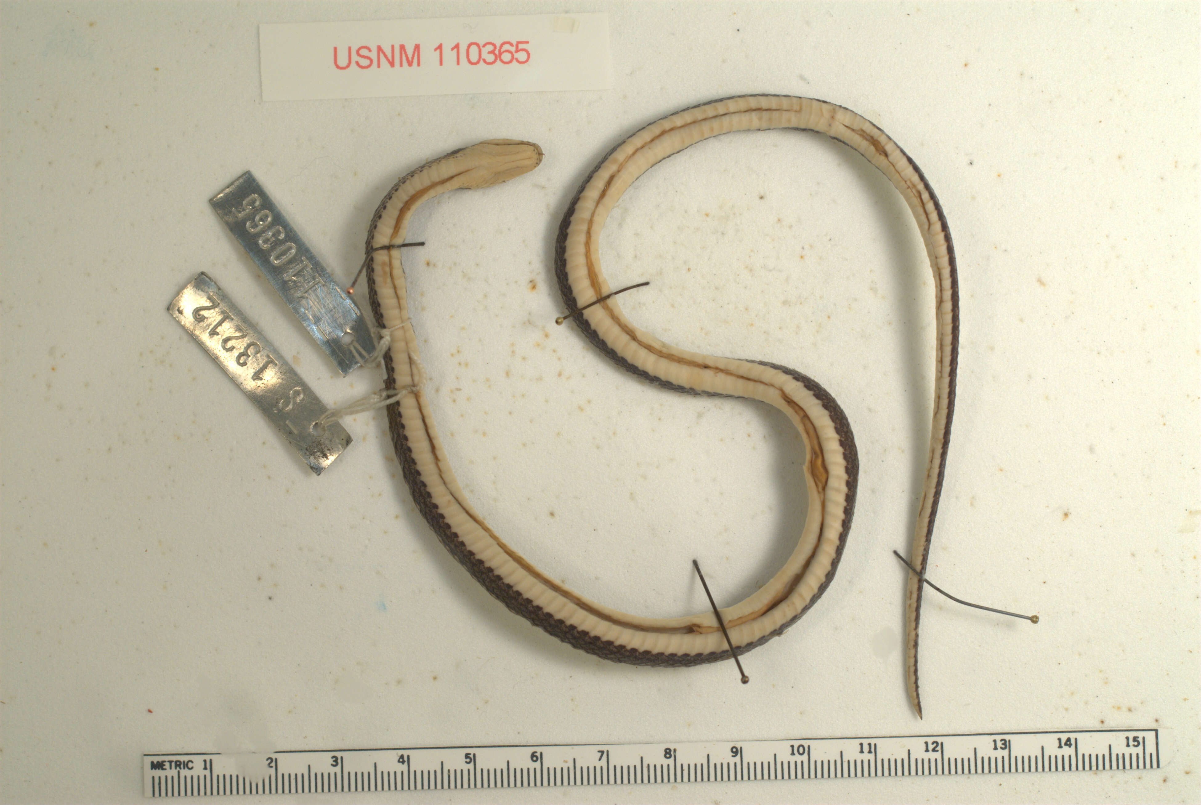 Image of Forbes' Graceful Brown Snake