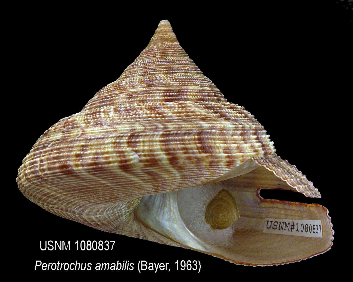 Image of Perotrochus amabilis (Bayer 1963)