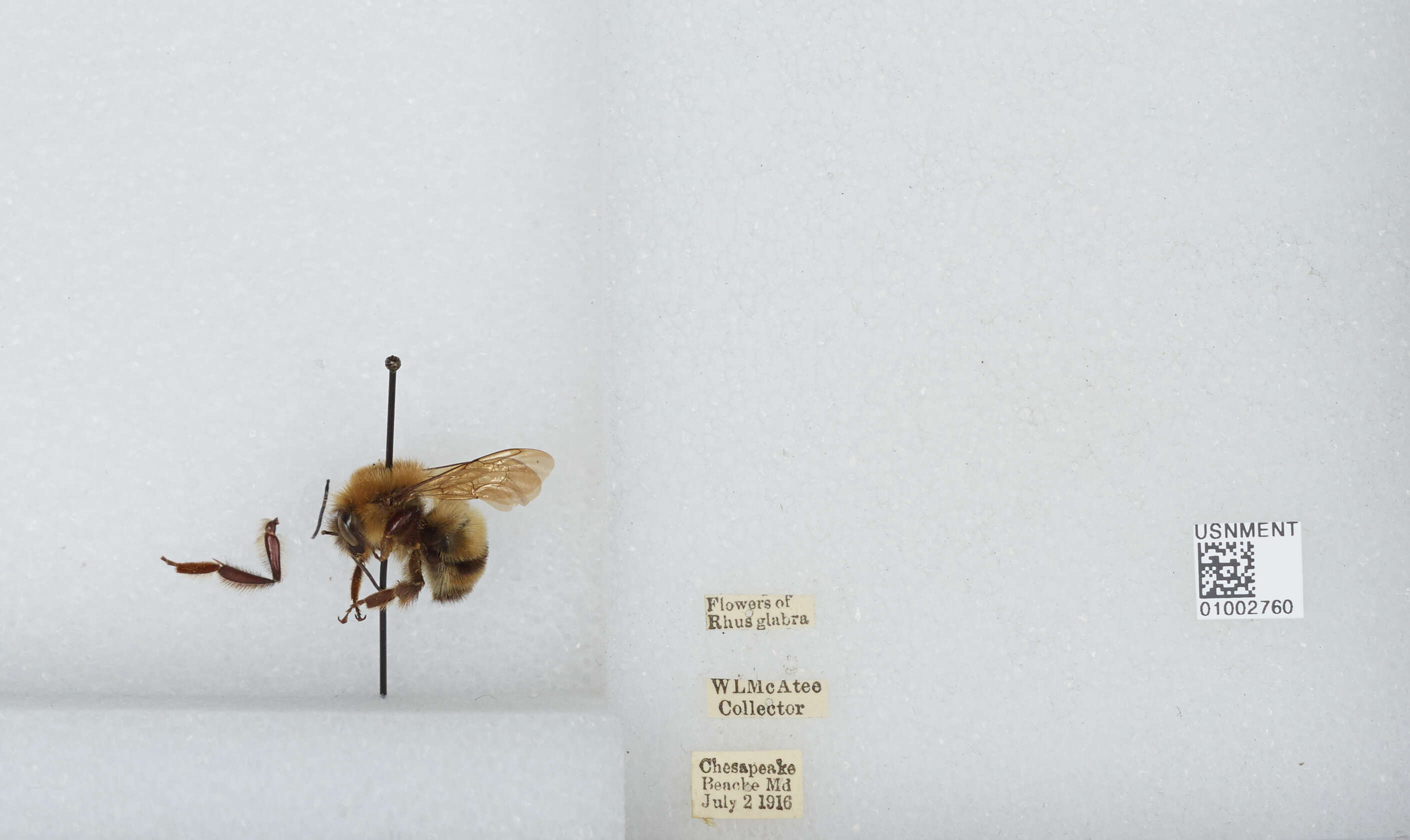 صورة Bombus bimaculatus Cresson 1864