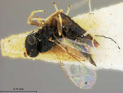 Heteroschema punctata (Ashmead 1894) resmi