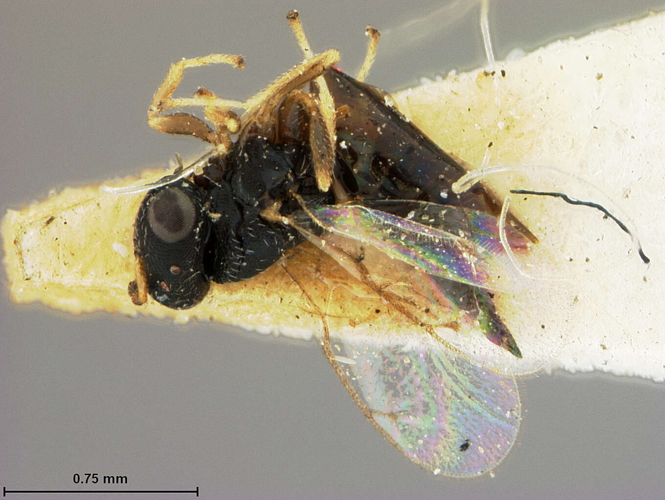 Heteroschema punctata (Ashmead 1894) resmi