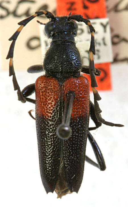 Image of Stictoleptura canadensis cribripennis (Le Conte 1859)