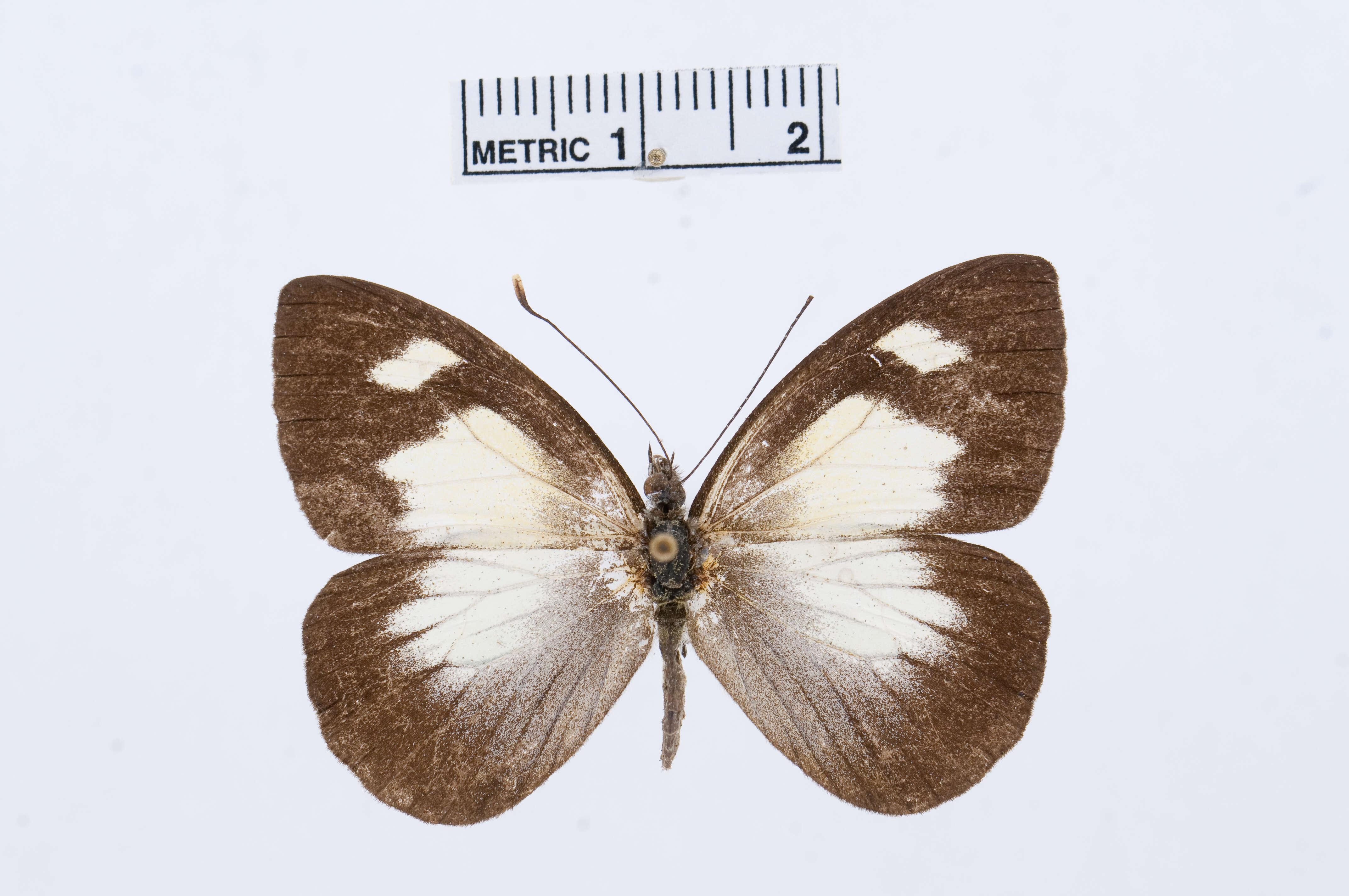 Image of Leptophobia philoma (Hewitson 1870)