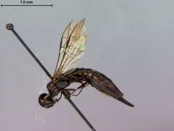 صورة Xiphydria Latreille 1803