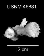 Imagem de Trochocyathus (Trochocyathus) fossulus Cairns 1979