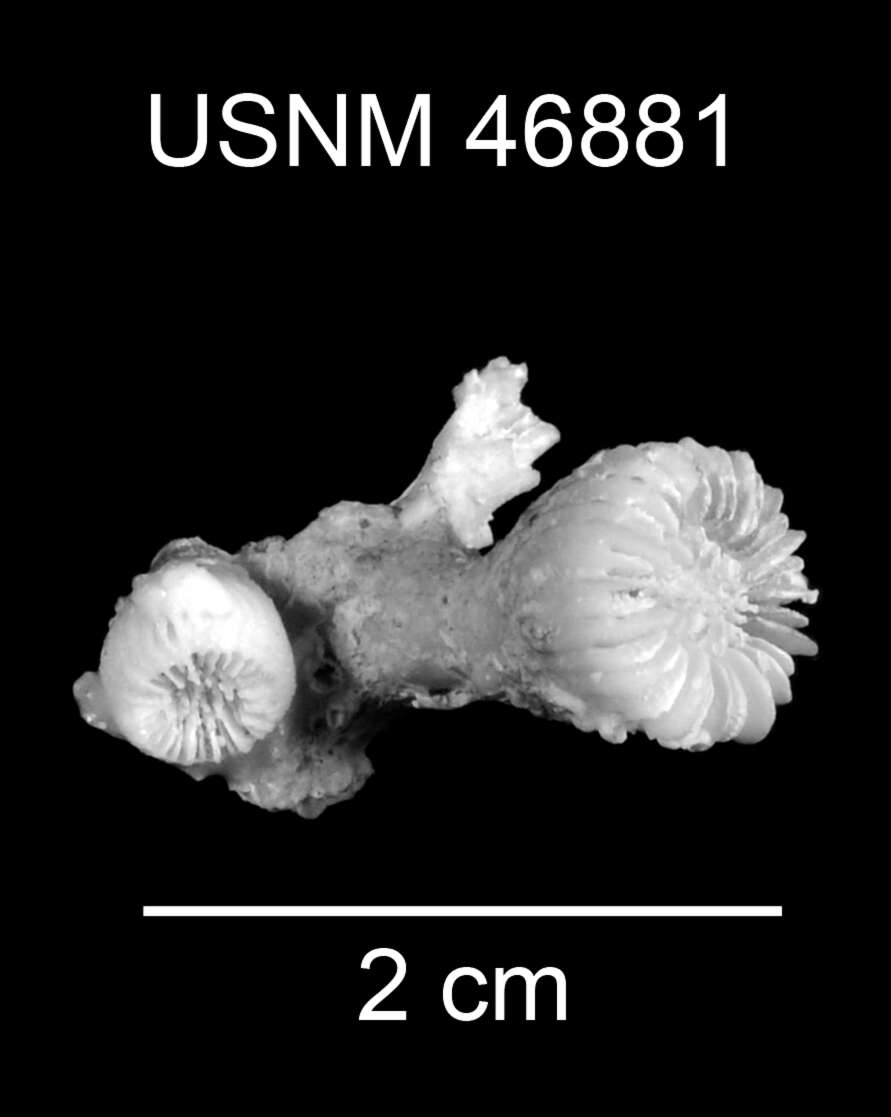 Image de Trochocyathus (Trochocyathus) fossulus Cairns 1979