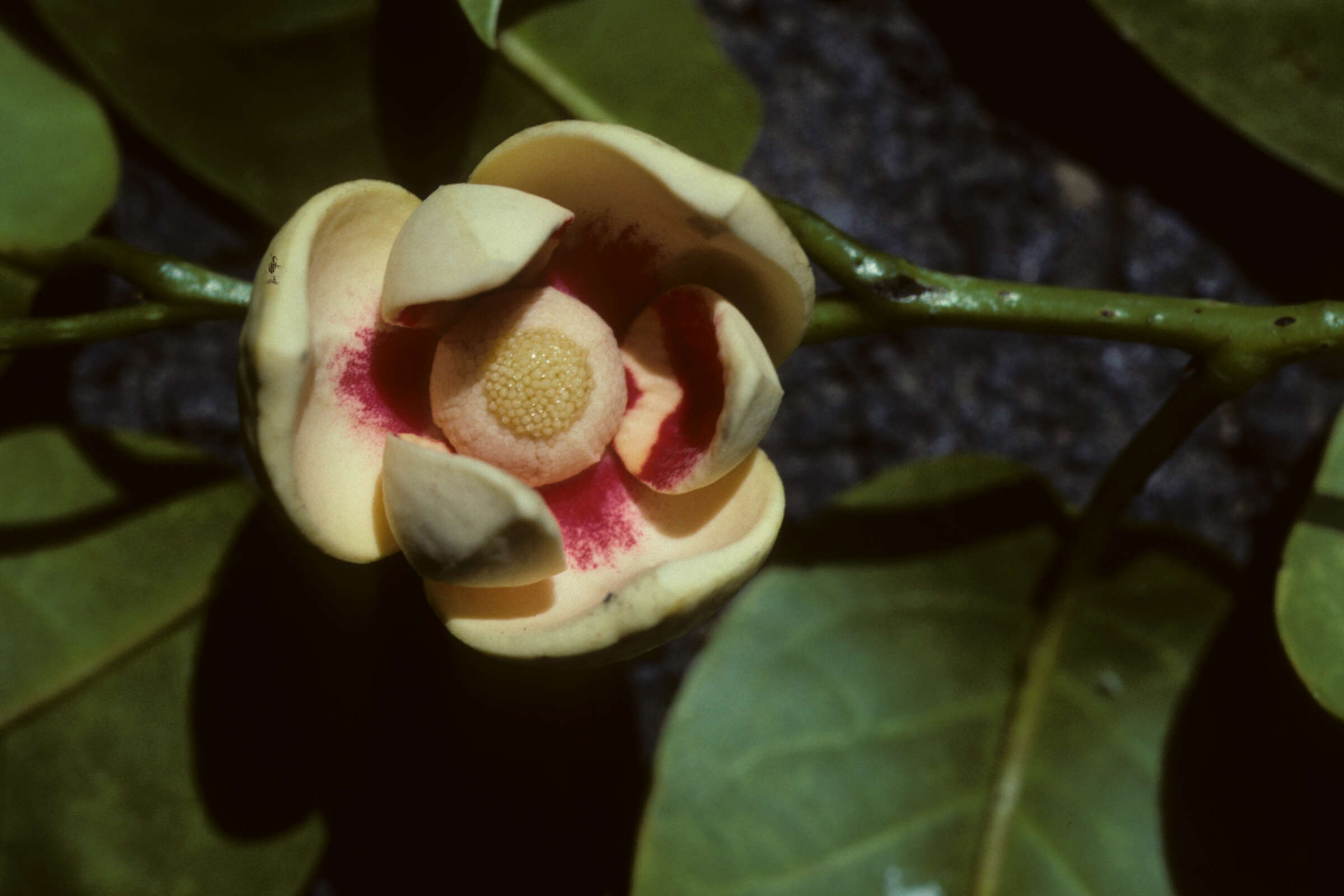 Слика од Annona glabra L.