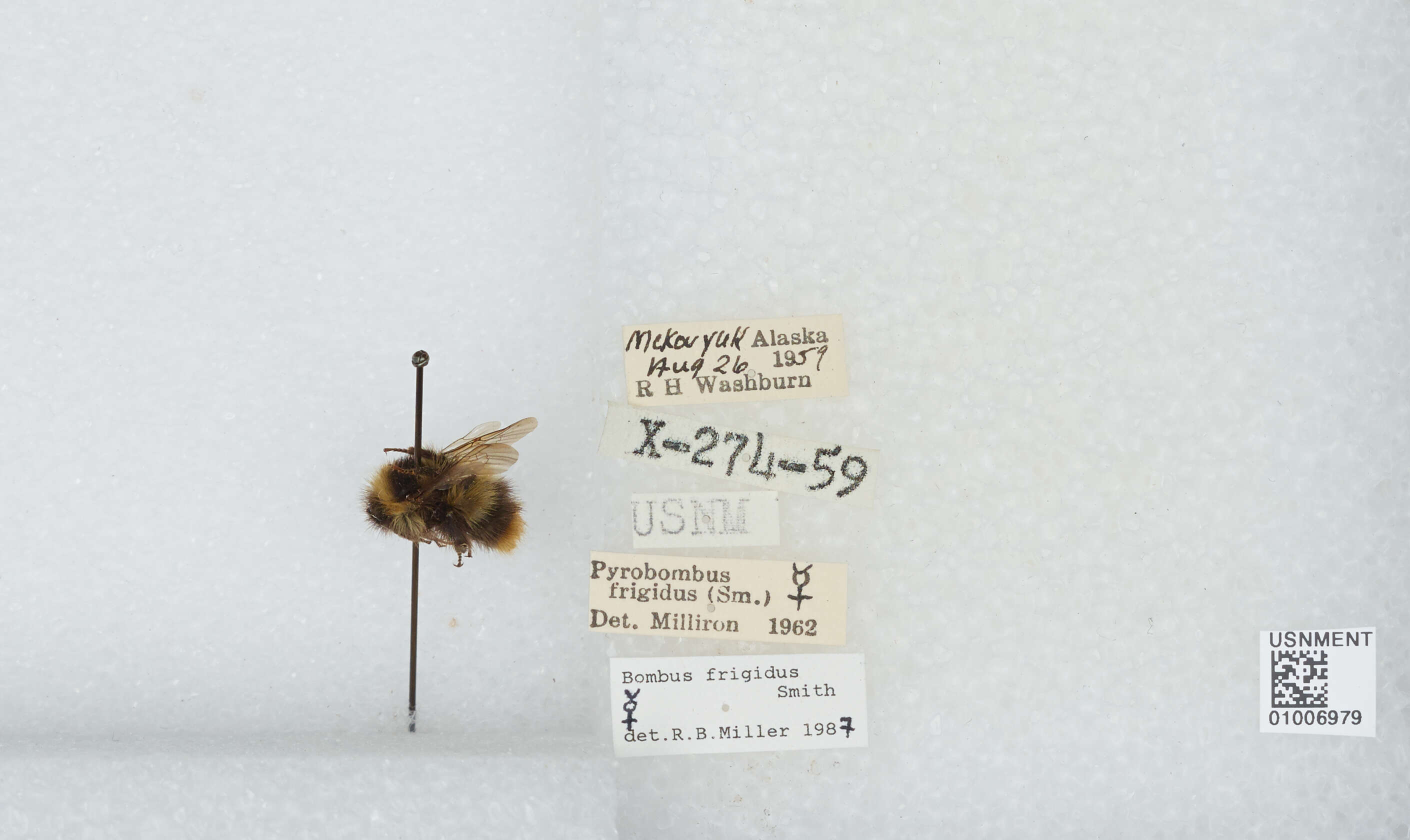 Image of Frigid Bumble Bee