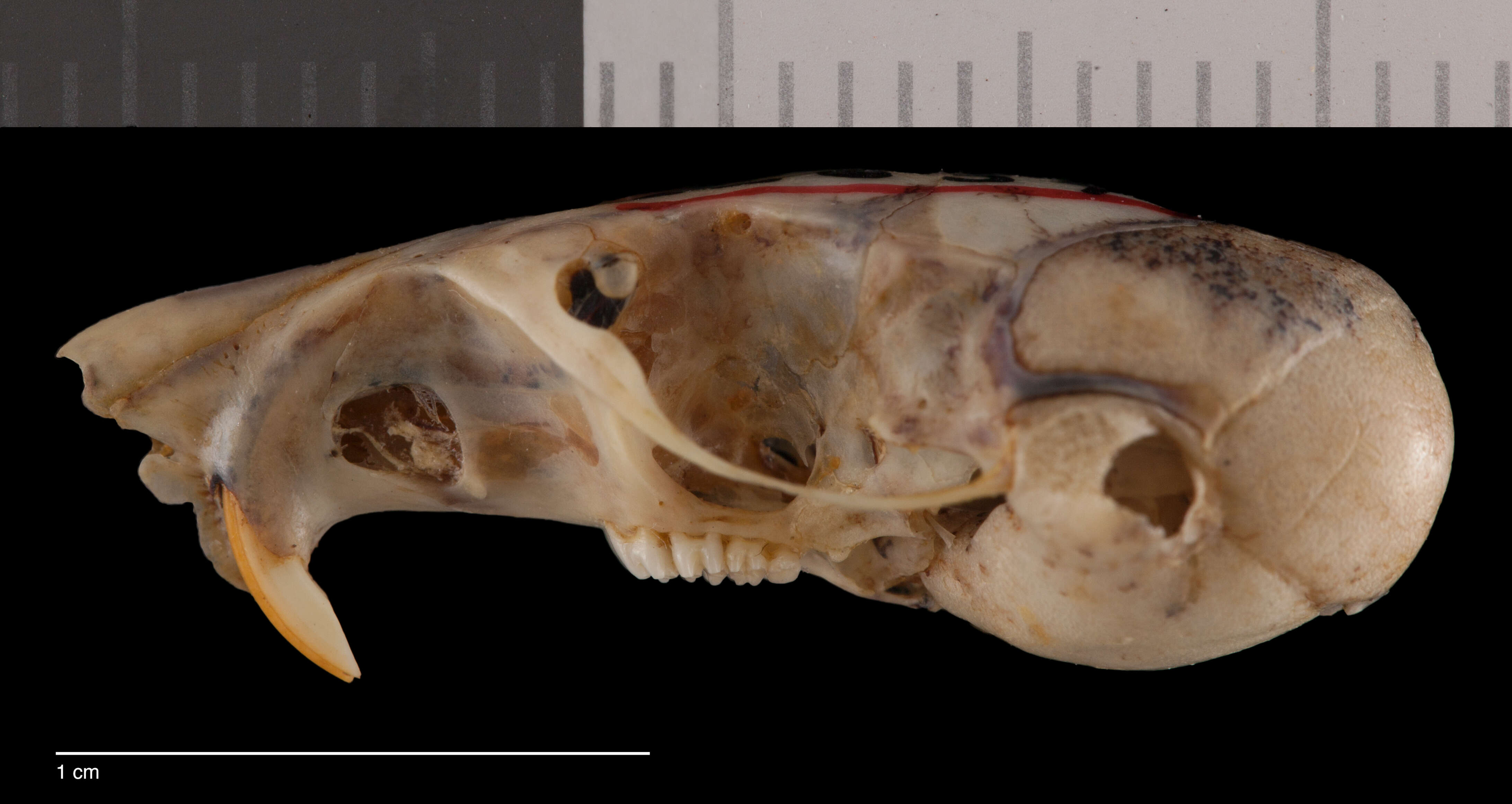 Plancia ëd Perognathus flavescens apache Merriam 1889