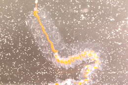 Image of Siphonophora