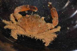 Image of Xanthidae