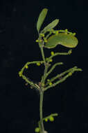 Image de Phoradendron quadrangulare (Kunth) Griseb.