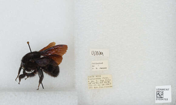 Image of Bombus pullatus Franklin 1913