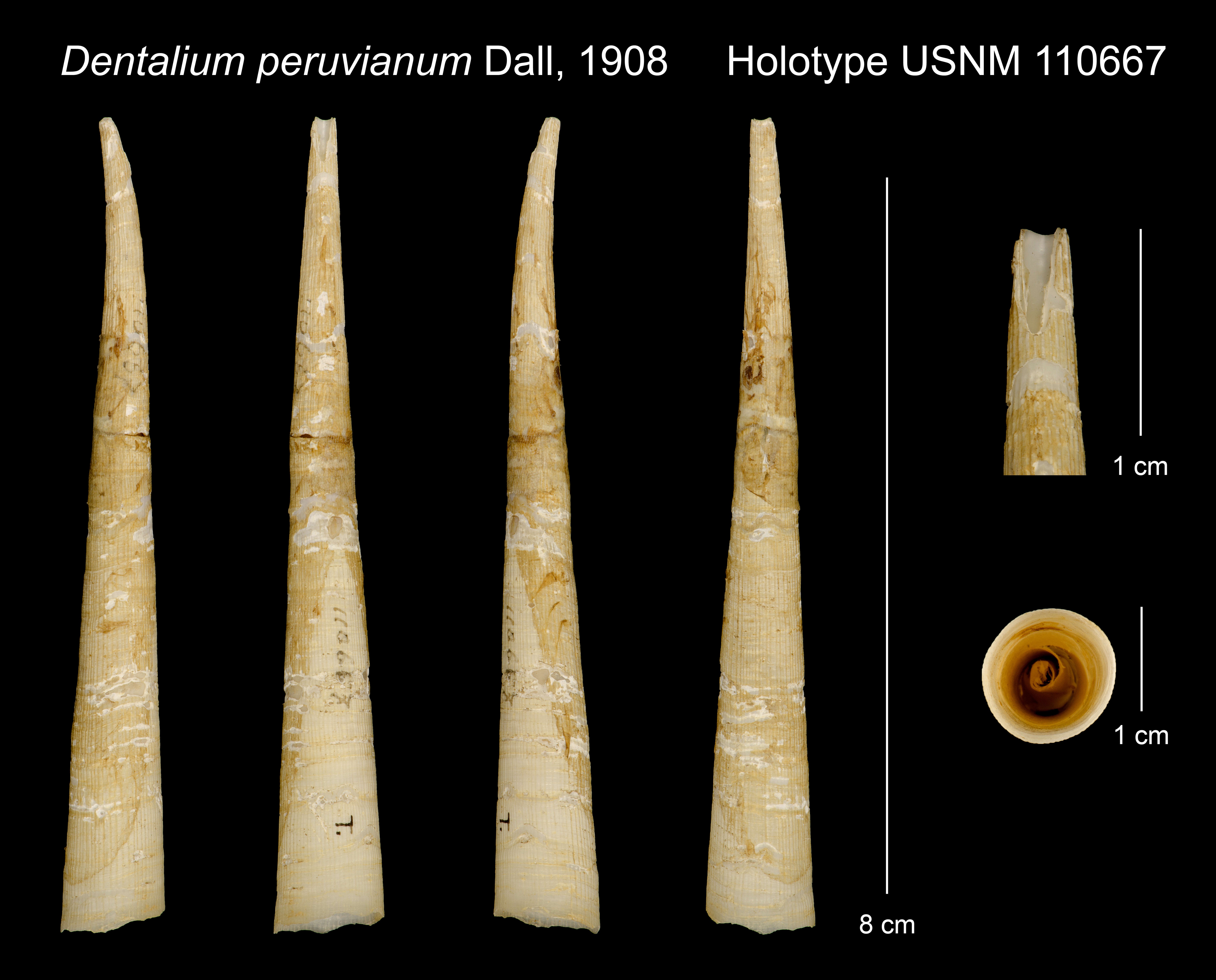 Image of Fissidentalium peruvianum (Dall 1908)