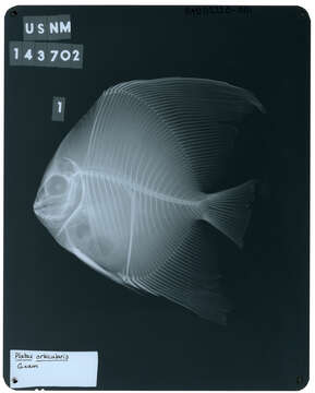 Platax orbicularis (Forsskål 1775) resmi