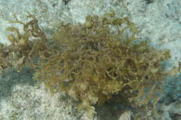 Слика од Sargassum C. Agardh 1820