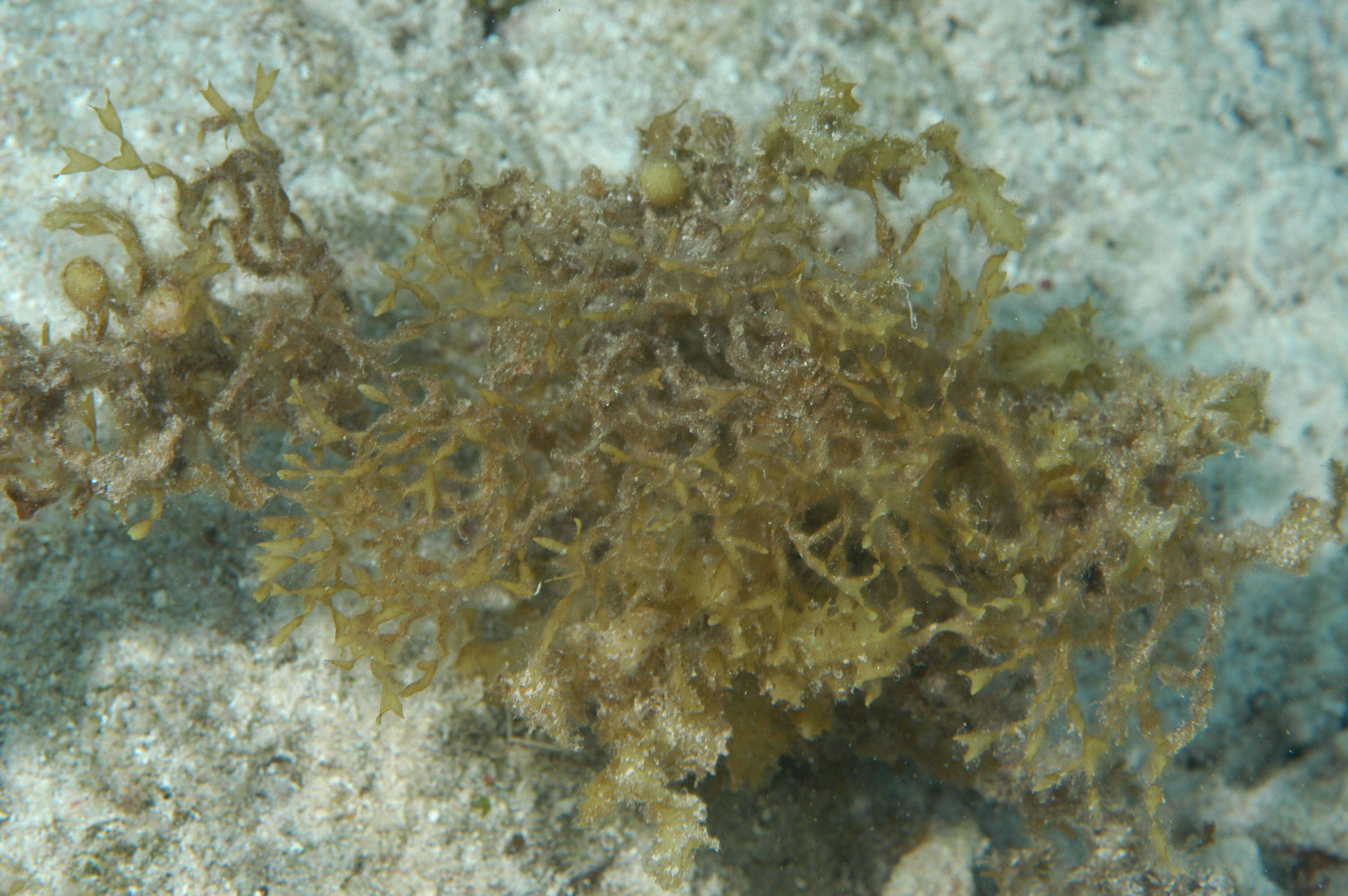 Image of Sargassum C. Agardh 1820