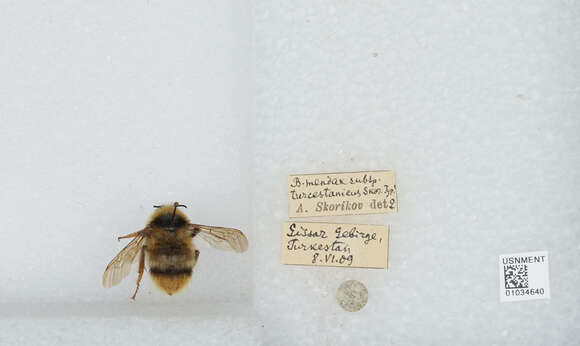 Image of Bombus turkestanicus Skorikov 1910