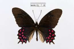 Parides montezuma (Westwood 1842) resmi