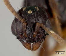 Image of Acanthostichus texanus Forel 1904