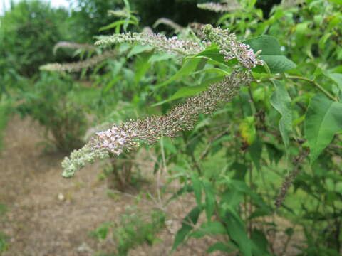 Image of butterfly-bush