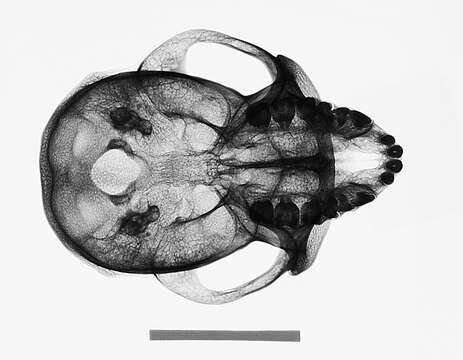 Image de Macaca fascicularis fascicularis (Raffles 1821)