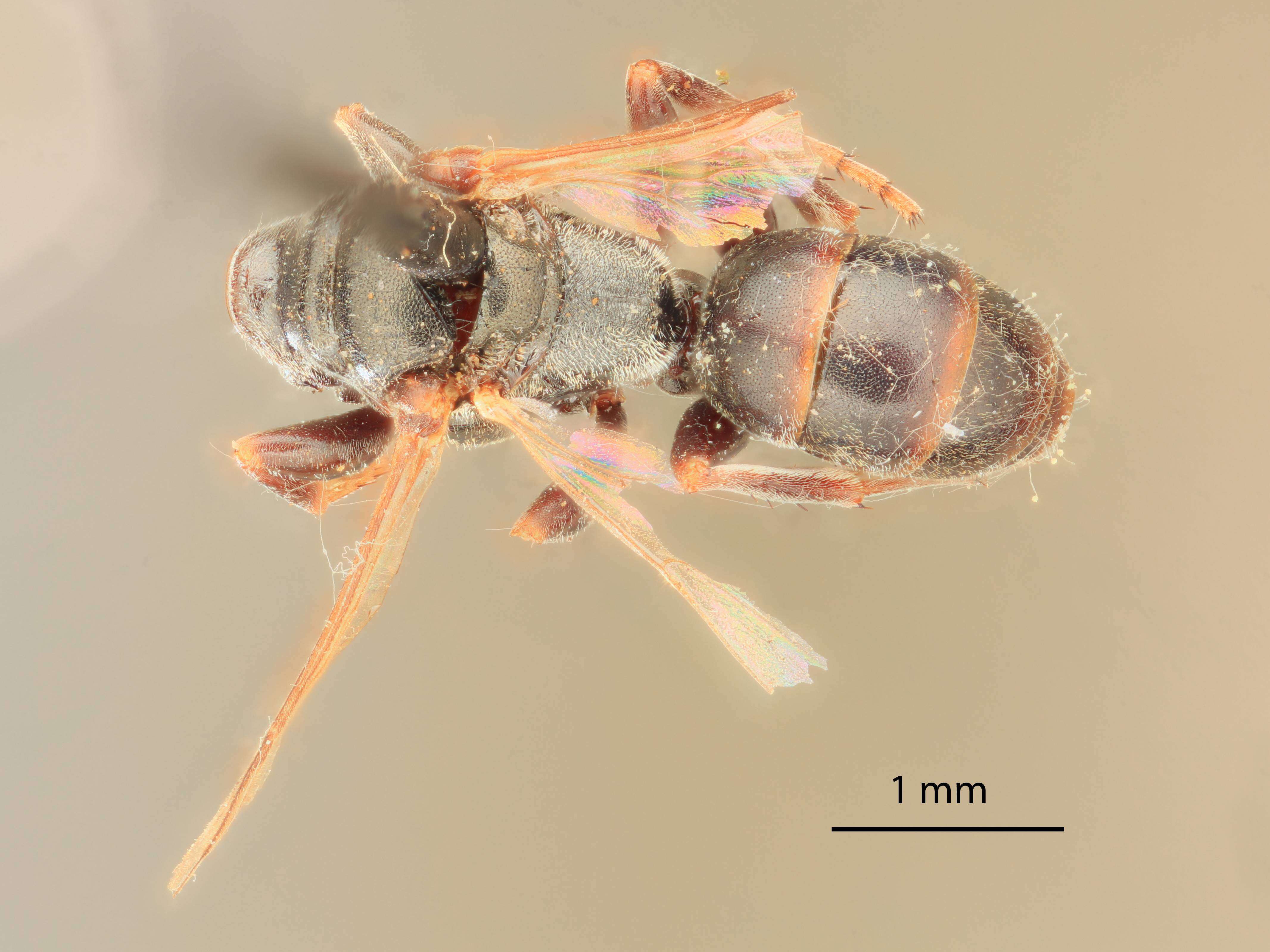 Plancia ëd Miscophus bridwelli Lomholdt 1985