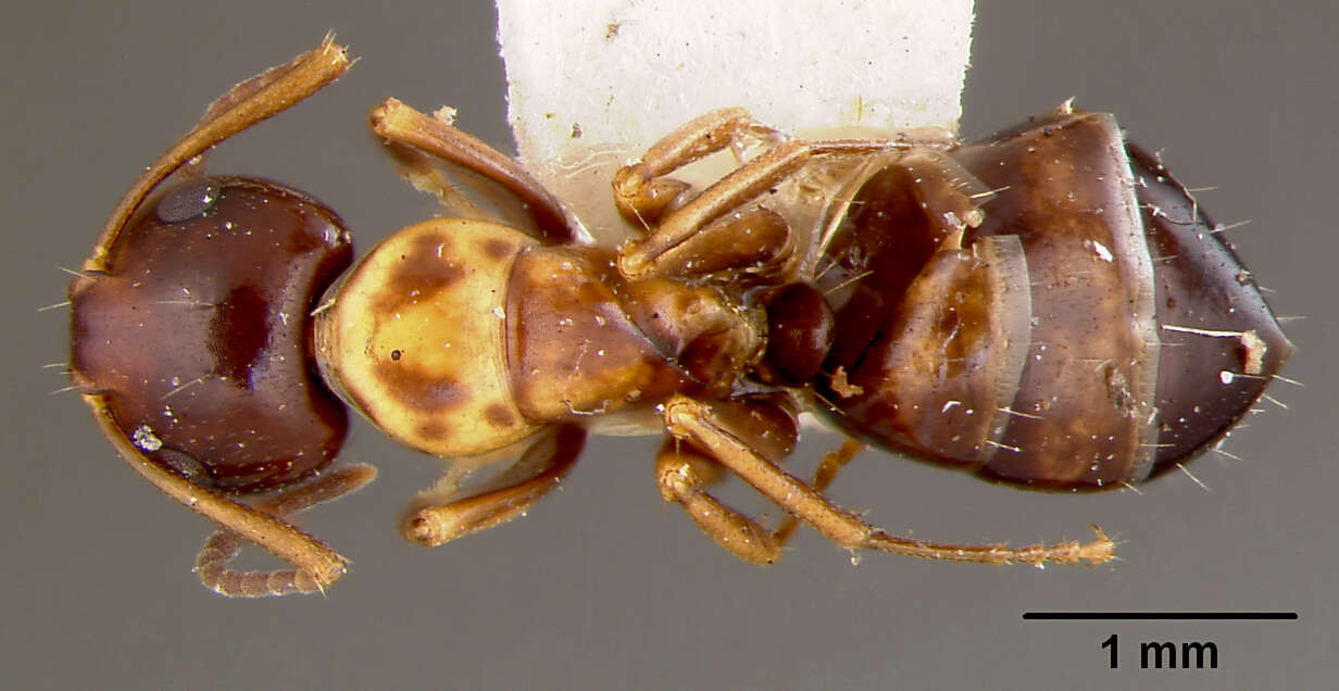 Image of Camponotus fallax (Nylander 1856)