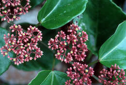 Cissus verticillata (L.) Nicolson & C. E. Jarvis resmi