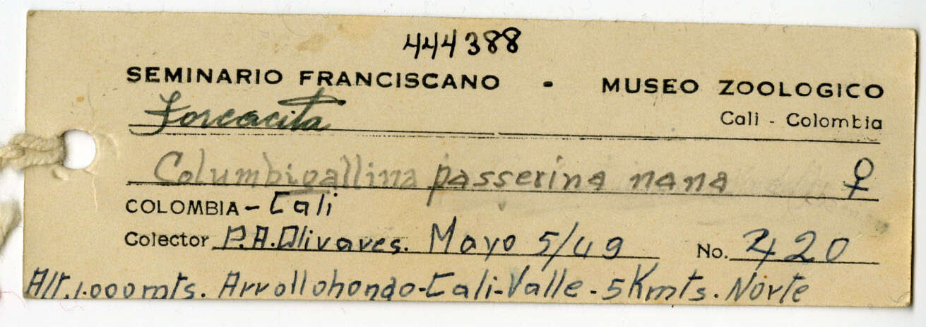 Image of Columbina passerina nana (Todd 1913)