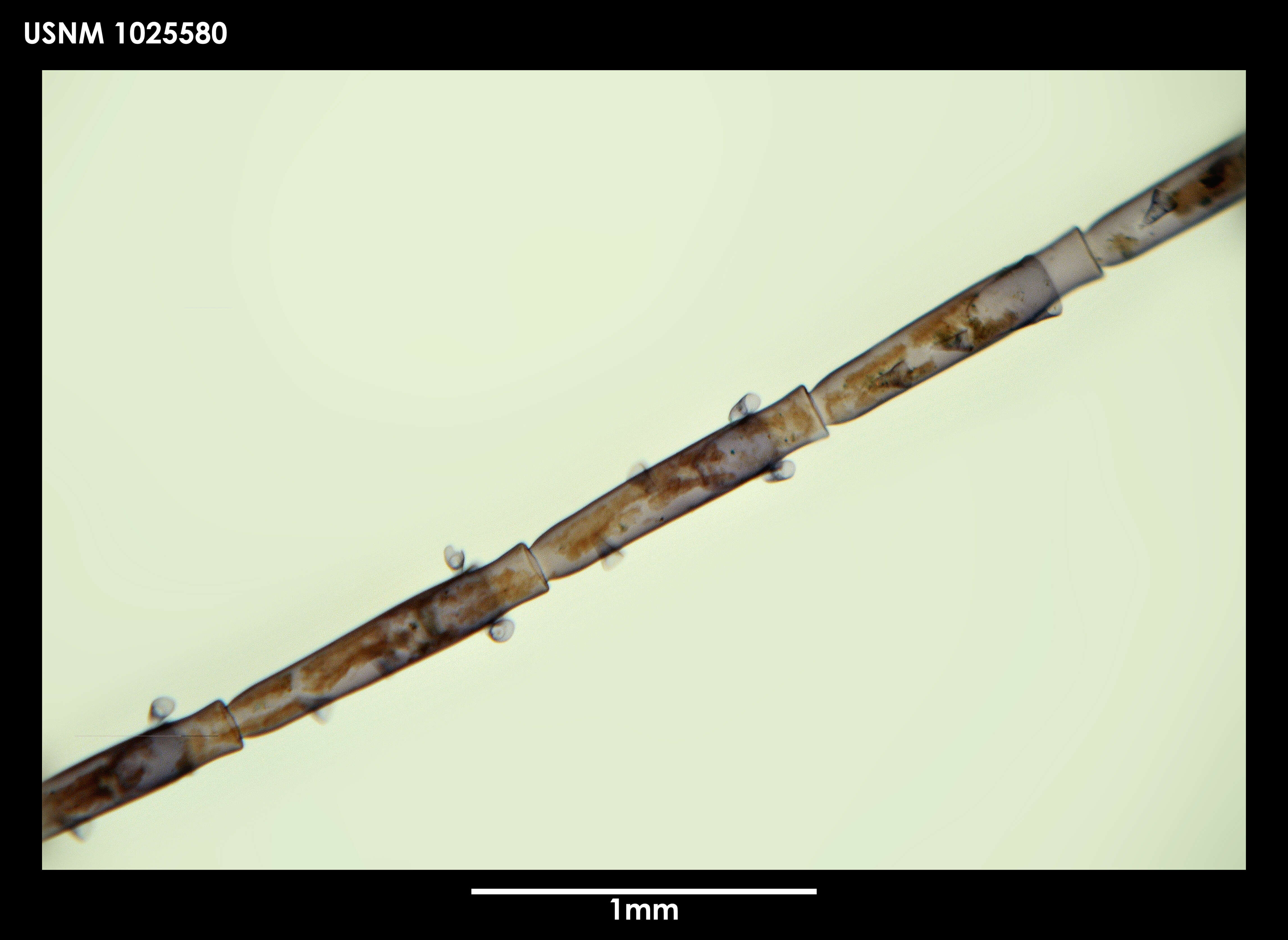 Image of Schizotricha multifurcata Allman 1883