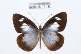 Image of Leptophobia caesia (Lucas 1852)