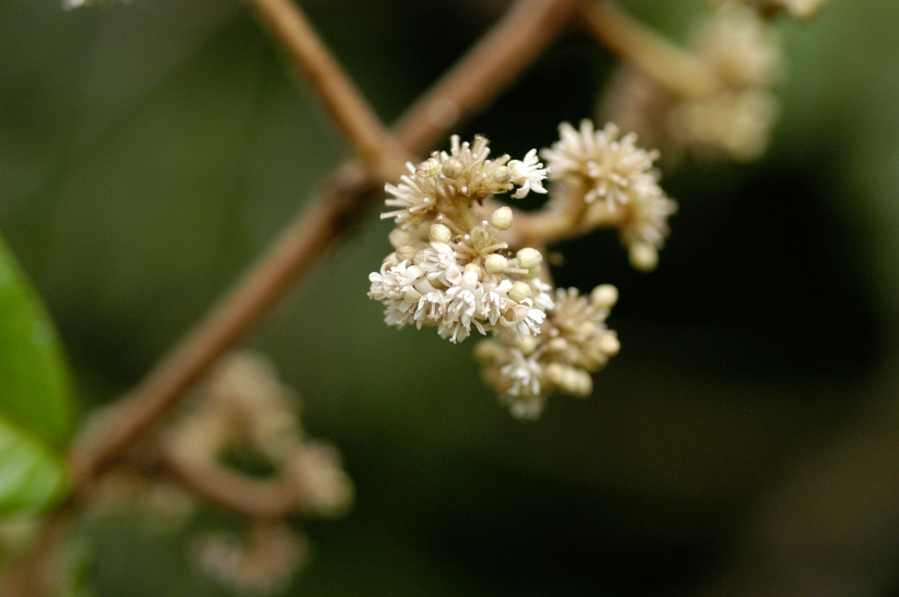 Imagem de Dichapetalum rugosum (Vahl) Prance