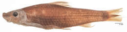 Image of Lobocheilos cornutus Smith 1945