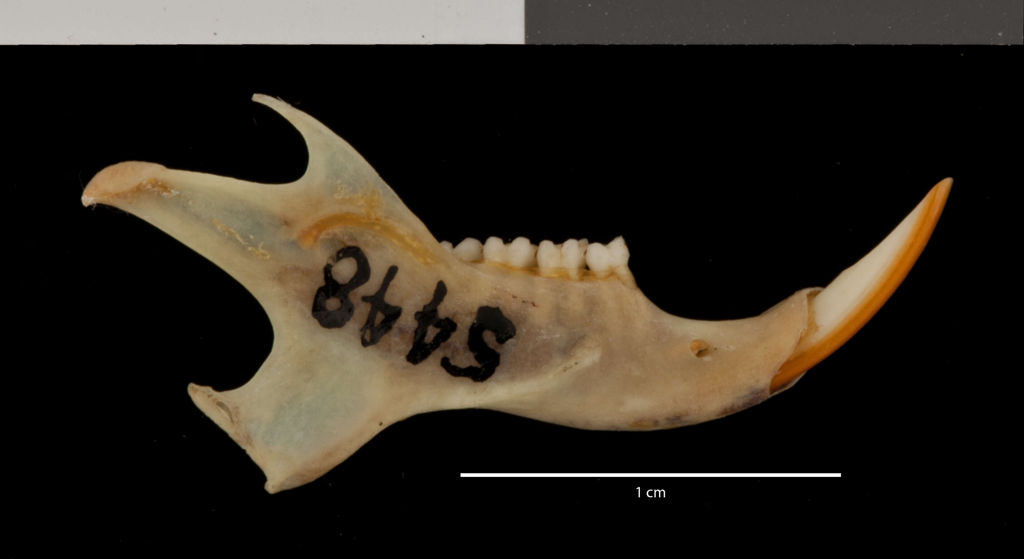 Plancia ëd Tamias dorsalis utahensis (Merriam 1897)