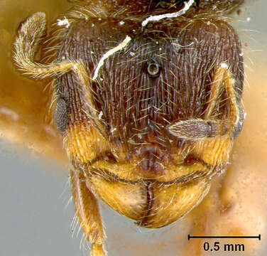 Pheidole chalca Wheeler 1914 resmi