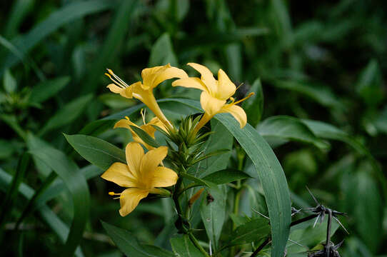 Plancia ëd Barleria prionitis L.