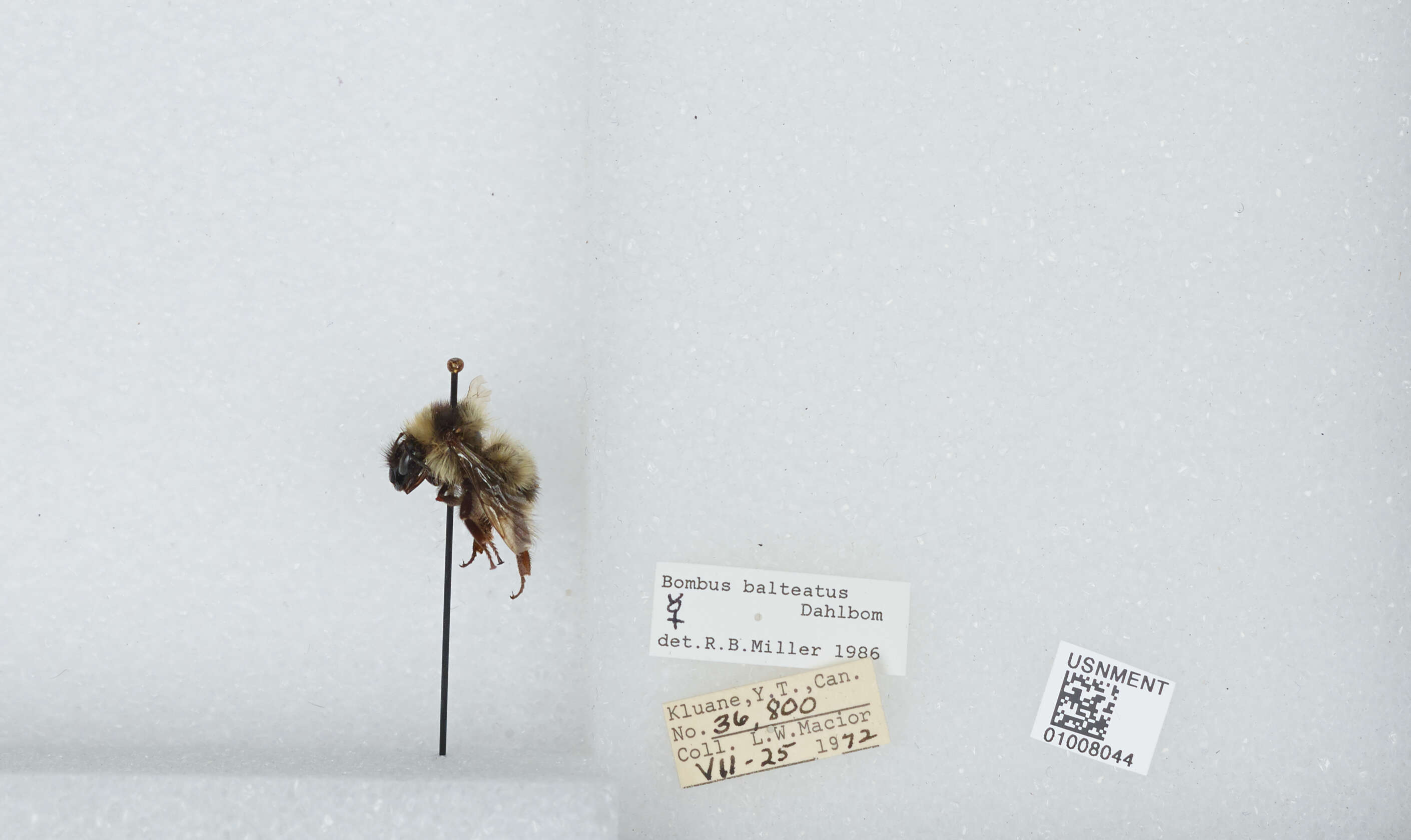 Слика од Bombus balteatus Dahlbom 1832