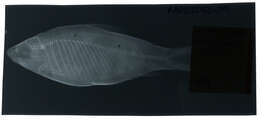 Image of Characin