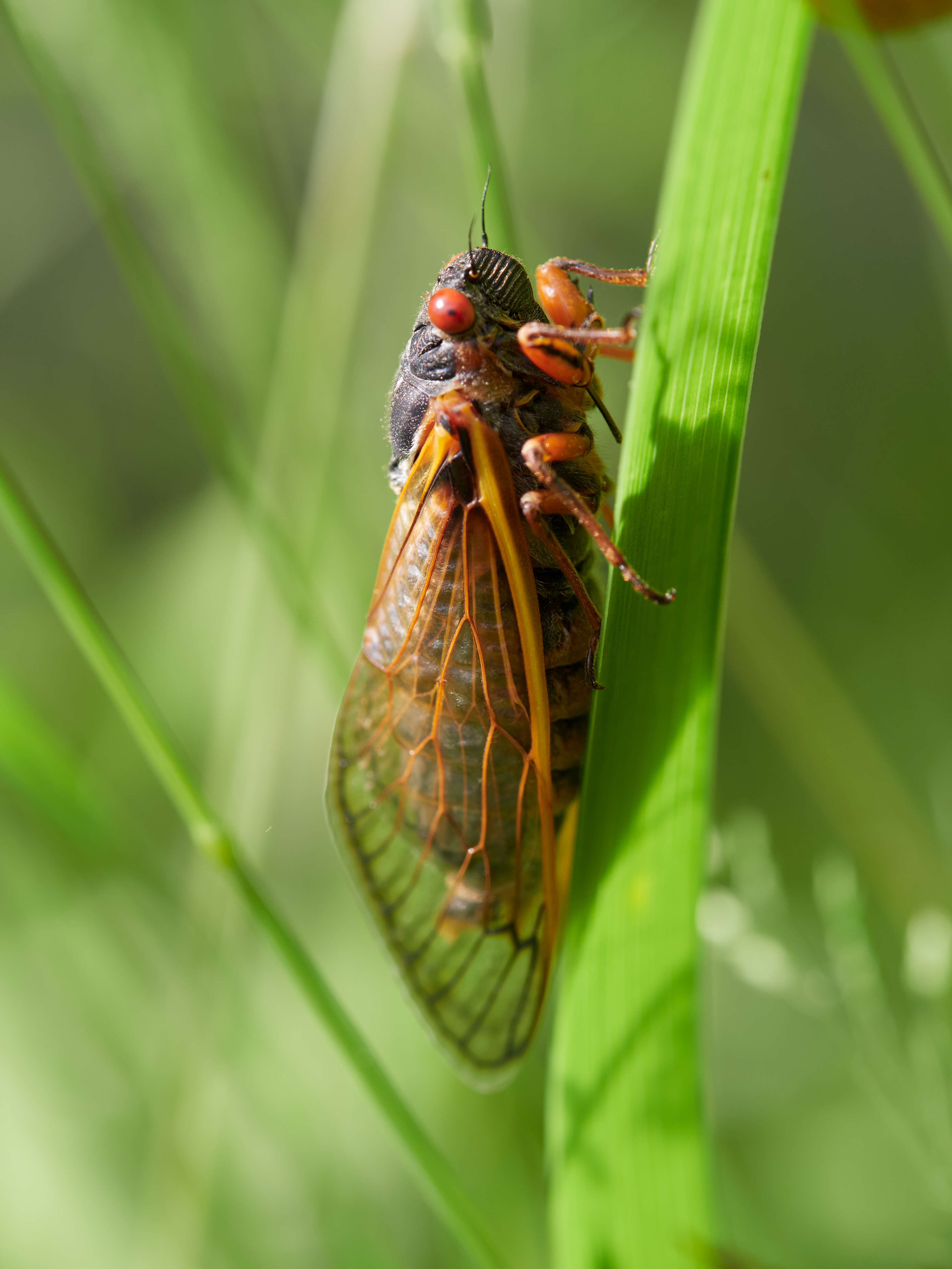 Image of Decim Periodical Cicada