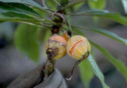 Image of Kauai Clermontia