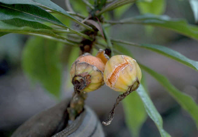 Image of Kauai Clermontia