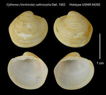 Image of Cytherea (Ventricola) callimorpha Dall