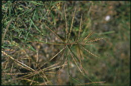 Image of tumble windmill grass