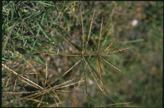 صورة Chloris verticillata Nutt.