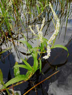 Imagem de Polygonum acuminatum