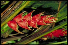 Image of Heliconia rodriguensis Aristeg.