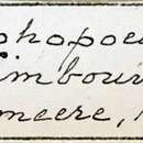 Image of Lophopoeum timbouvae Lameere 1884